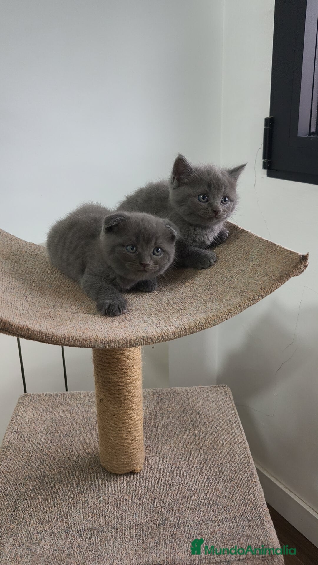 Azul Ruso gatos en venta: Azul Ruso & Scottish  - Imagen 2