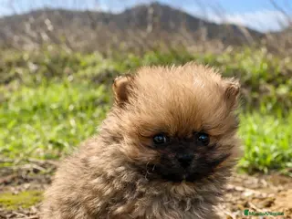 Pomerania perros Machito Pomerania tipo Teddy - Anuncio 2