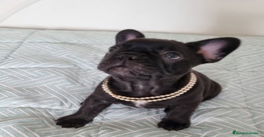 Bulldog Francés perros - Anuncio 4