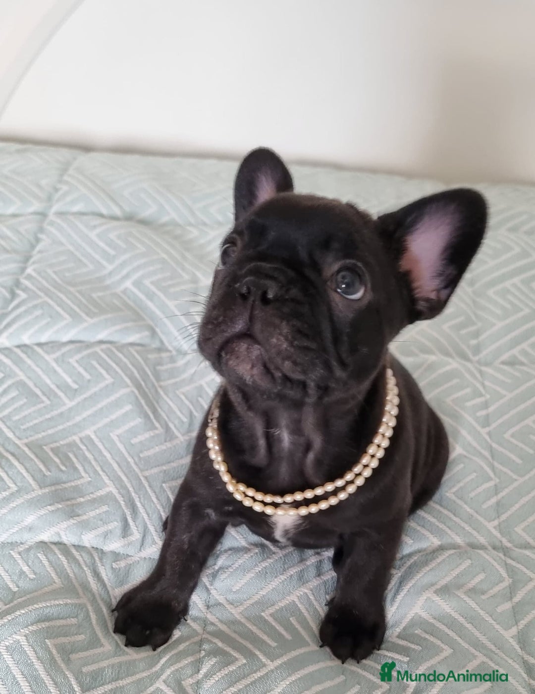 Bulldog Francés perros en venta: Bulldog francés  - Imagen 1