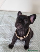 Bulldog Francés perros - Anuncio 8