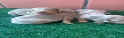 Teckel Miniatura perros en venta: Preciosos Teckel arlequín Isabella y chocolate - Anuncio 1