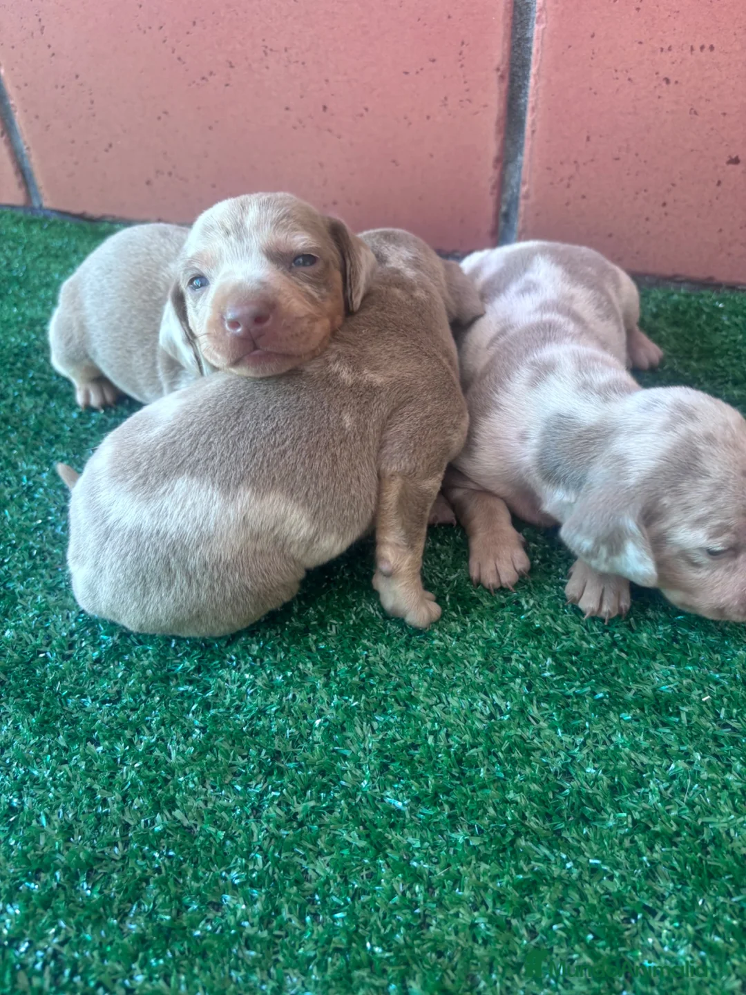 Teckel Miniatura perros en venta: Preciosos Teckel arlequín Isabella y chocolate - Anuncio 1