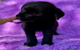Labrador Retriever perros en venta: CAMADA DE LABRADOR RETRIEVER - Imagen 6