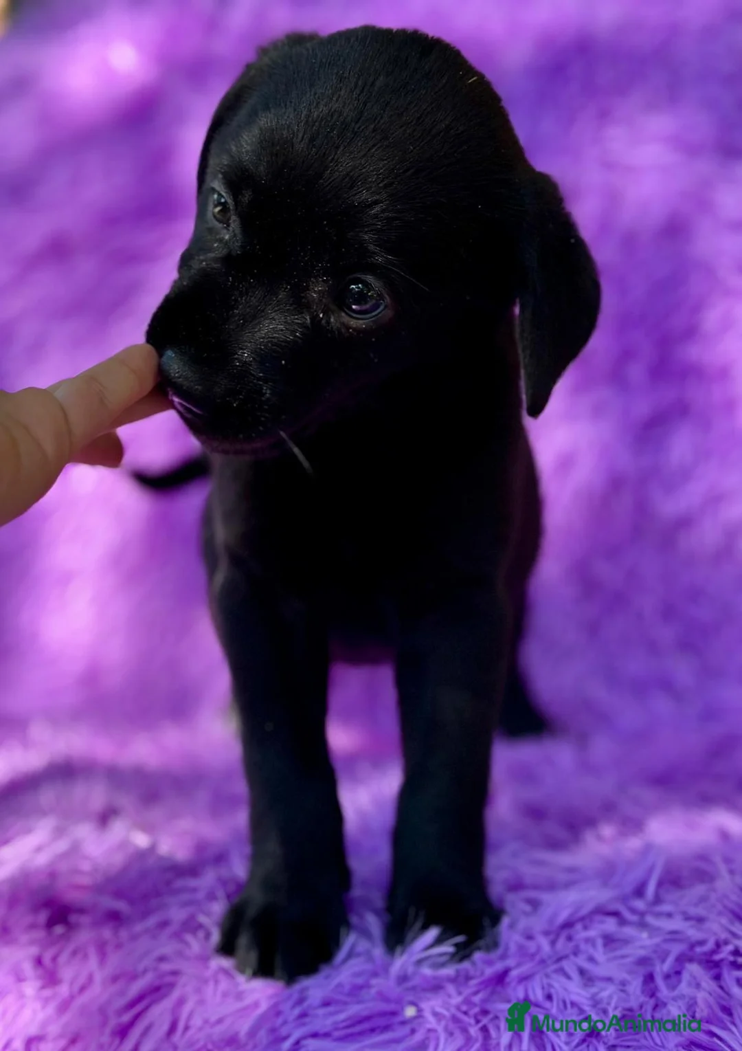 Labrador Retriever perros en venta: CAMADA DE LABRADOR RETRIEVER - Anuncio 6