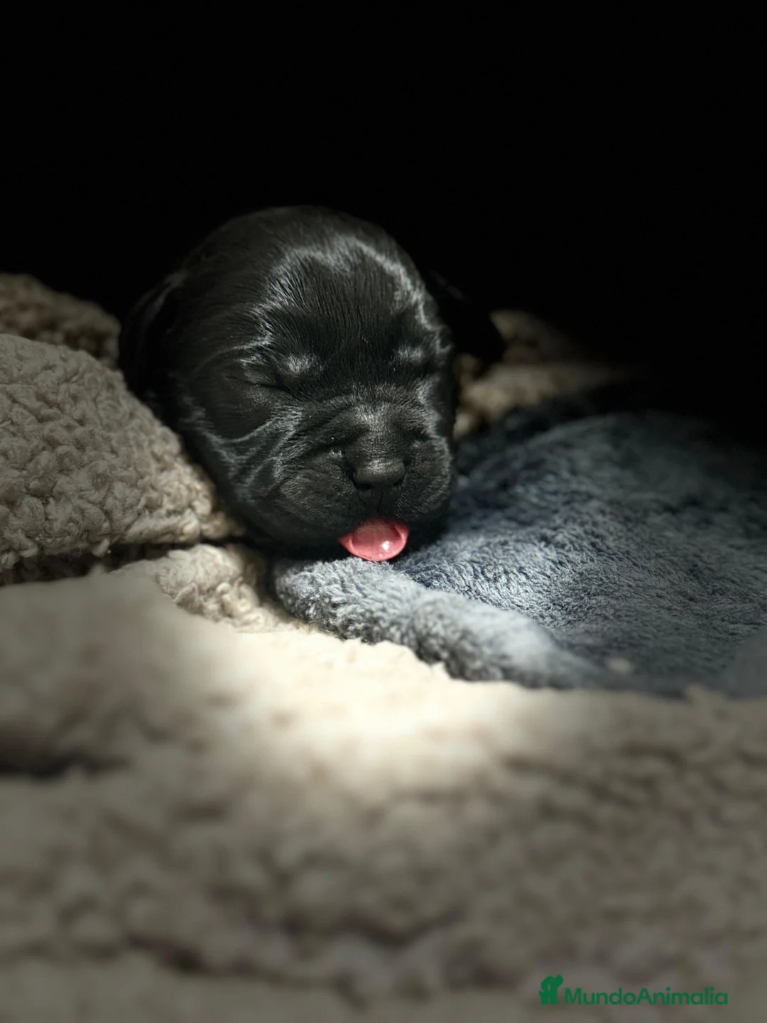 Labrador Retriever perros en venta: Impresionantes cachorros de labrador  - Anuncio 8