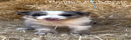 Border Collie perros en venta: BORDER COLLIE DE VILLA BIZNAGA - Anuncio 21