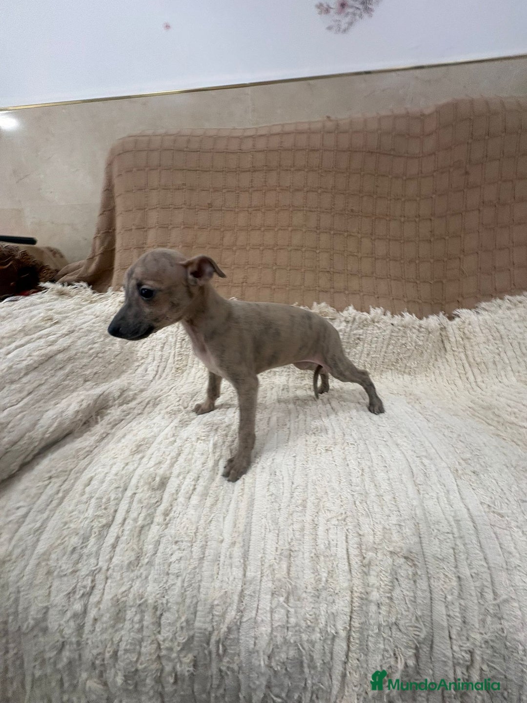 Whippet perros en venta: Whippet blue verdino - Anuncio 6