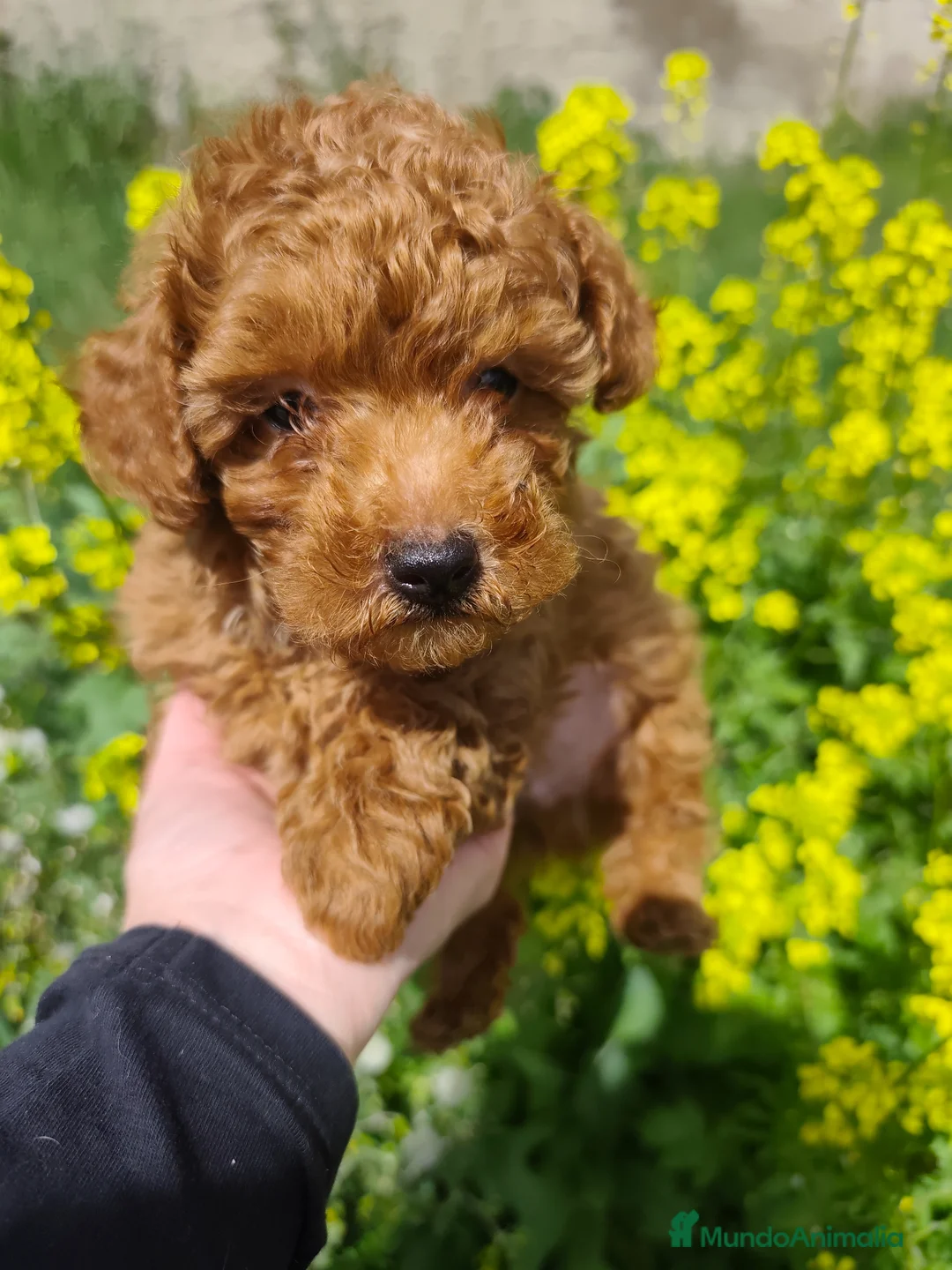 Caniche Toy perros en venta: Caniche Macho toy rojo en Madrid - Anuncio 1