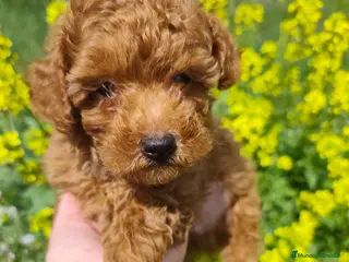 Caniche Toy perros Caniche Macho toy rojo - Anuncio 1