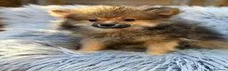 Pomerania perros en venta: POMERANIA MACHO - Anuncio 2