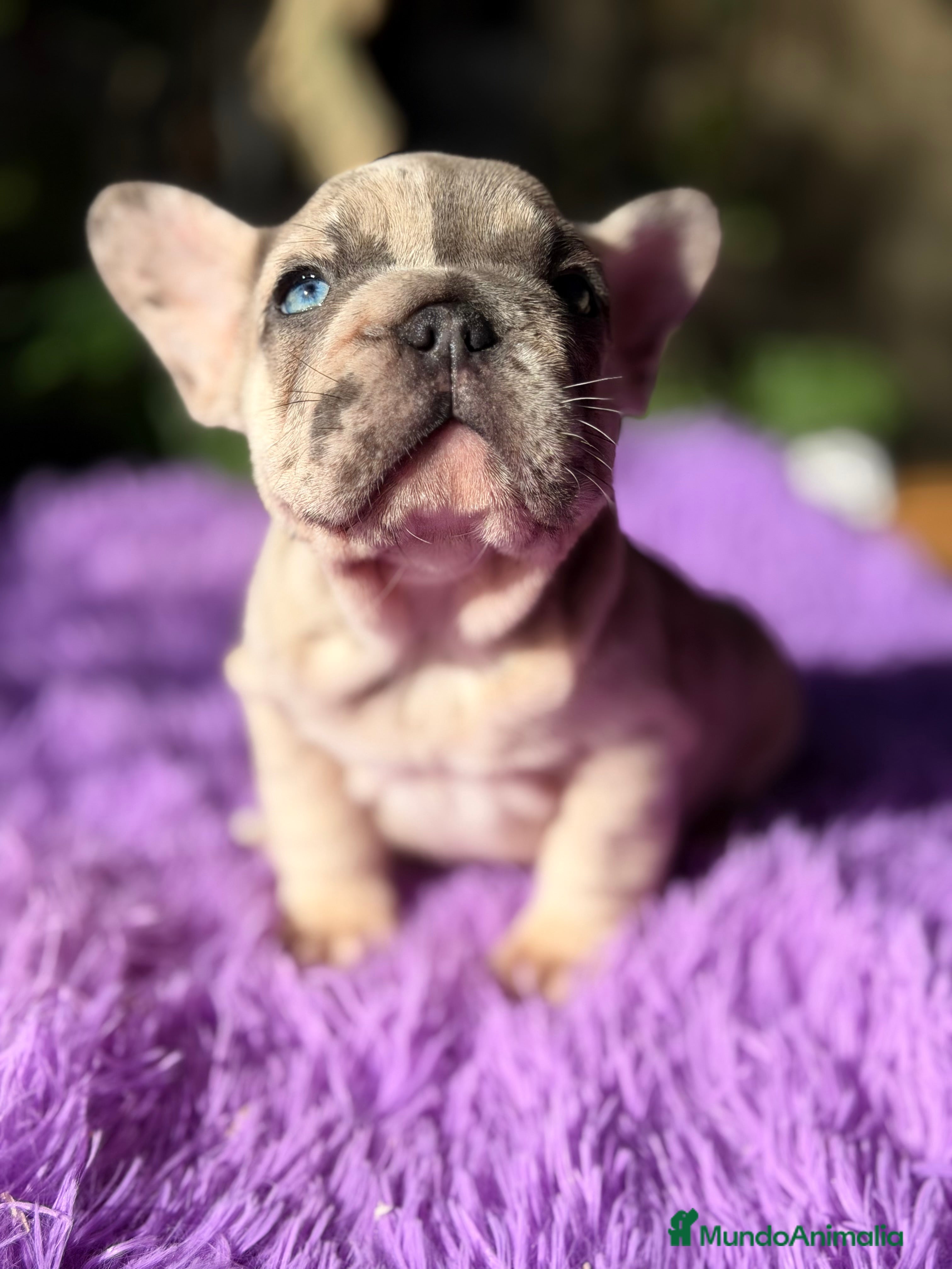 Bulldog Francés perros Bulldog Bip rope - Anuncio 2