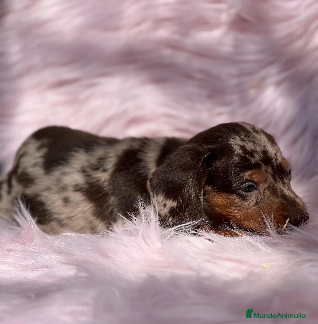 Teckel Miniatura perros en venta: Teckel miniatura  en Barcelona - Anuncio 2