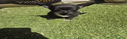 Chihuahua perros en venta: Chihuahua  - Anuncio 4
