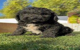 Perro de Agua Español perros en venta: PERRO DE AGUA ESPAÑOL - Imagen 13