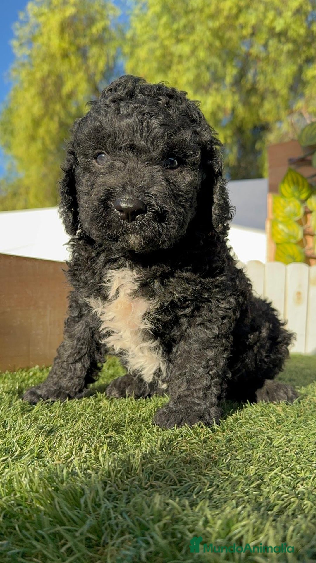 Perro de Agua Español perros en venta: PERRO DE AGUA ESPAÑOL - Imagen 13