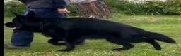 Pastor Alemán perros en venta: Pastor alemán negro sólido  en Burgos - Anuncio 3