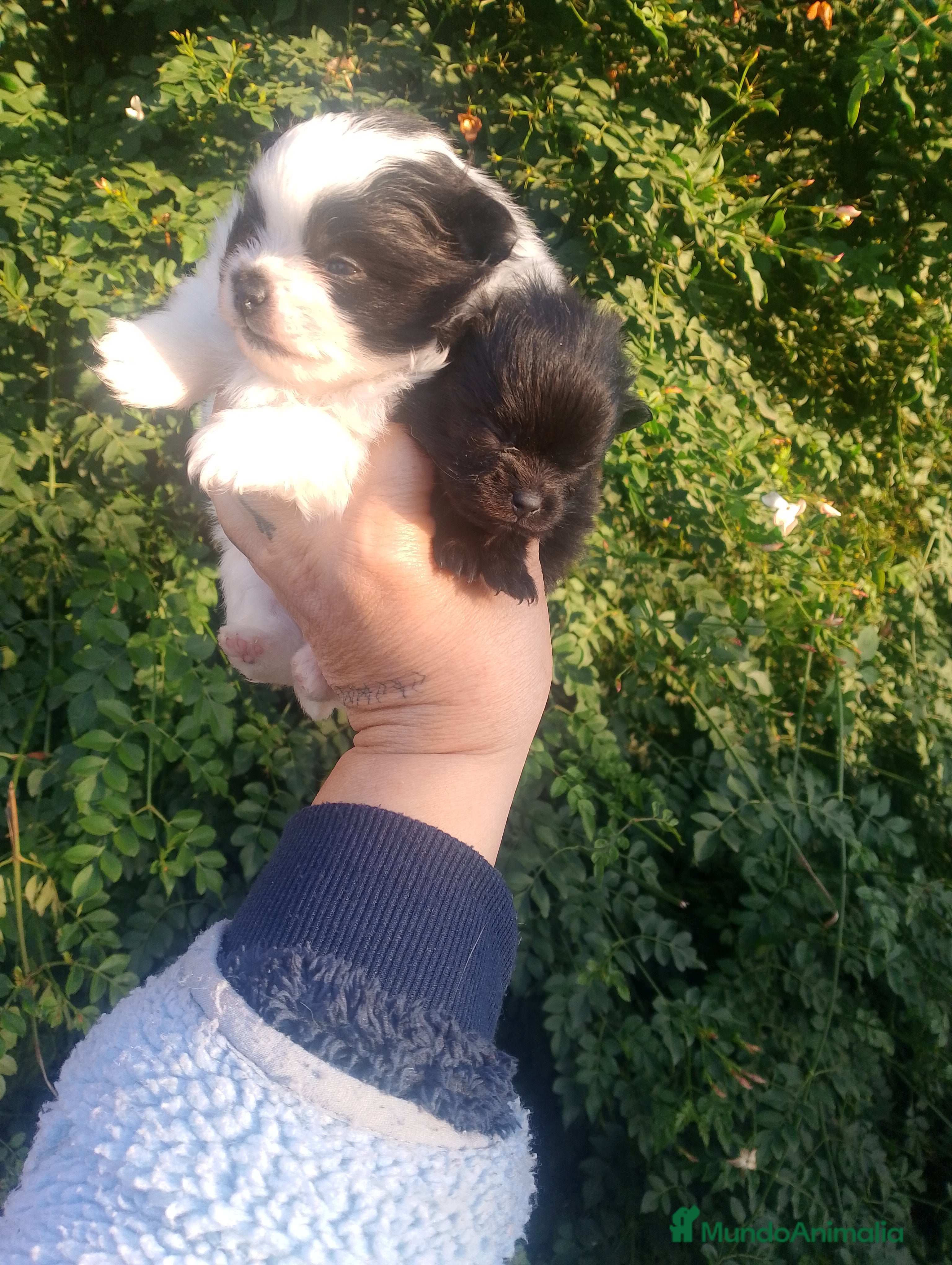 Pomerania perros Hembras de pomerania enanas  - Anuncio 6