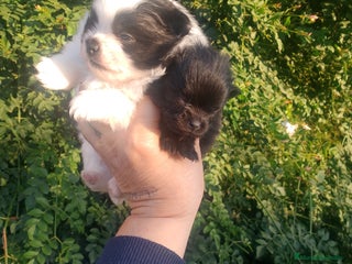 Pomerania perros Hembras de pomerania enanas - Anuncio 6