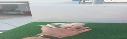 Chihuahua perros en venta: PRECIOSOS CHIHUAHUA RUSO Y ASIÁTICO   - Anuncio 15