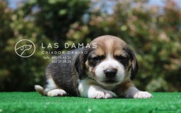 Beagle perros en venta: Beagle tricolor - Imagen 2
