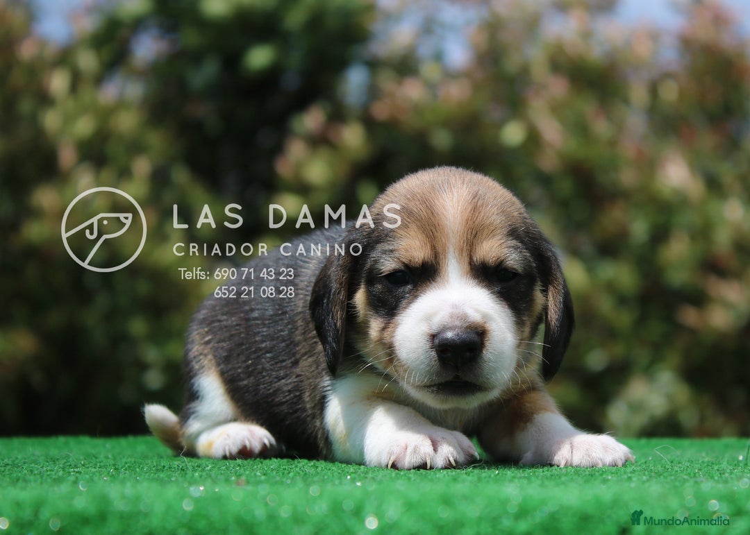 Beagle perros en venta: Beagle tricolor - Imagen 2