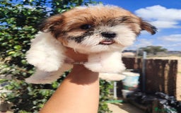 Raza Mixta perros en venta: Cachorrita Malvi - Imagen 6