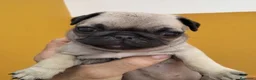 Carlino - Pug perros en venta: Carlino -pug - Anuncio 1
