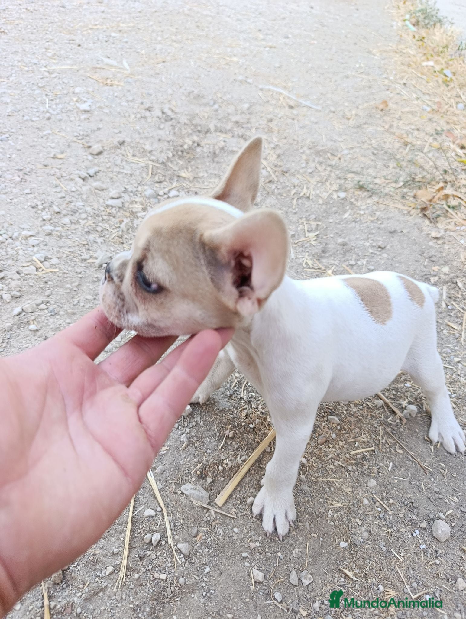 Bulldog Francés perros Preciosos bulldog francés  - Anuncio 2