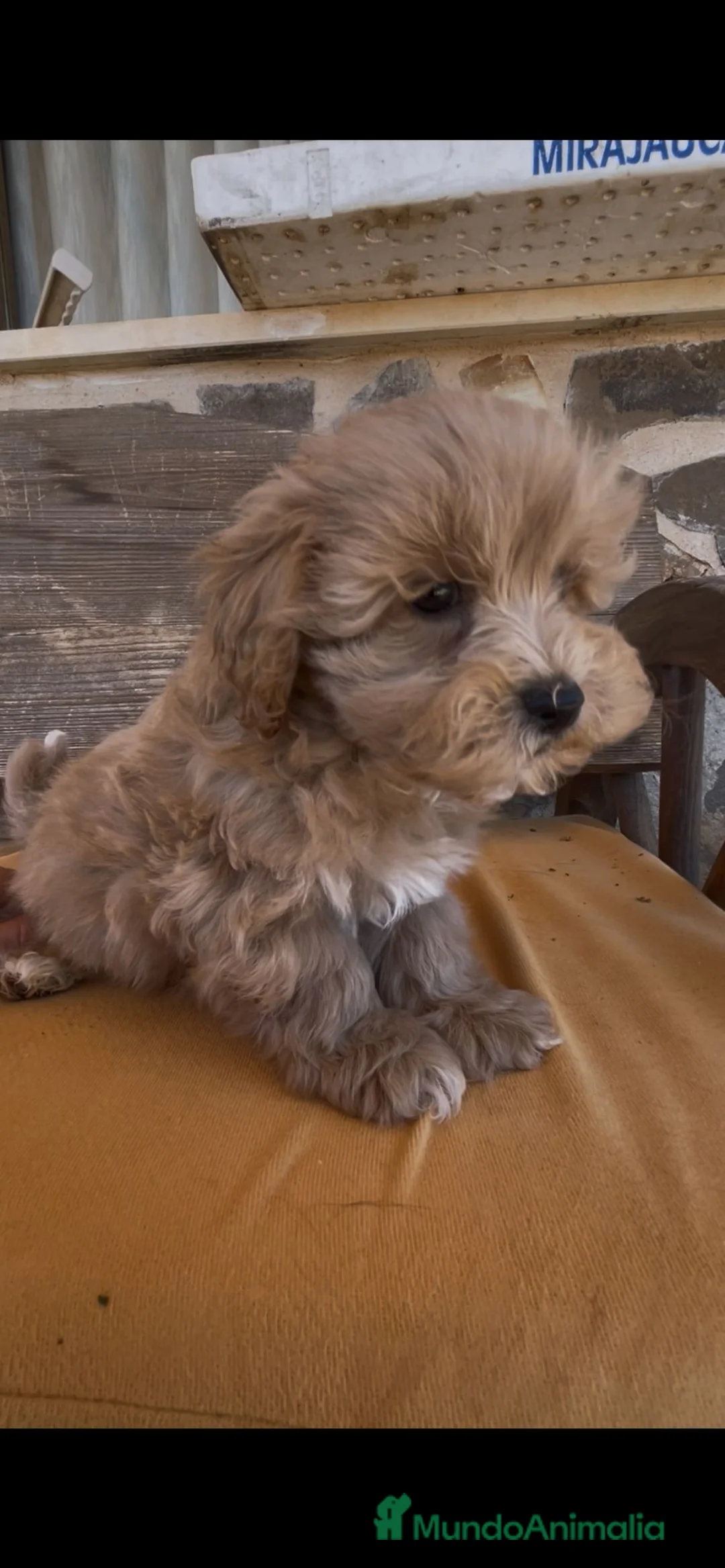 Maltipoo perros en venta: Maltipoo listos para entregar  - Anuncio 2