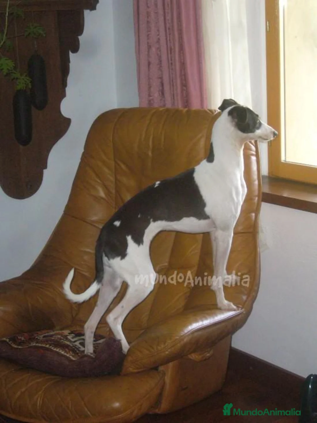 Imagen de galería {{count}}