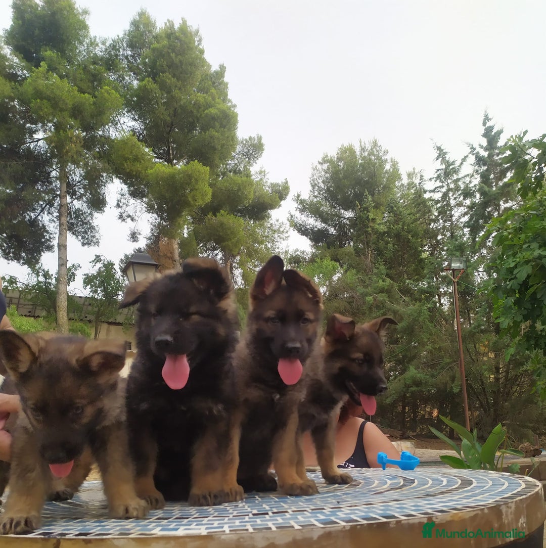 Pastor Alemán perros en venta: Pastores alemanes de trabajo  - Anuncio 1