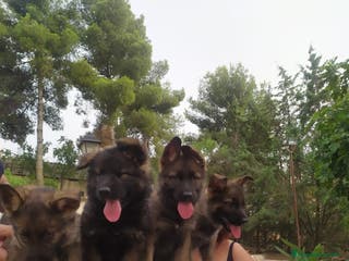 Pastor Alemán perros Pastores alemanes de trabajo - Anuncio 17