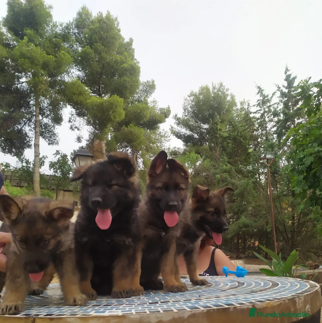 Pastor Alemán perros en venta: Pastores alemanes de trabajo  - Anuncio 2