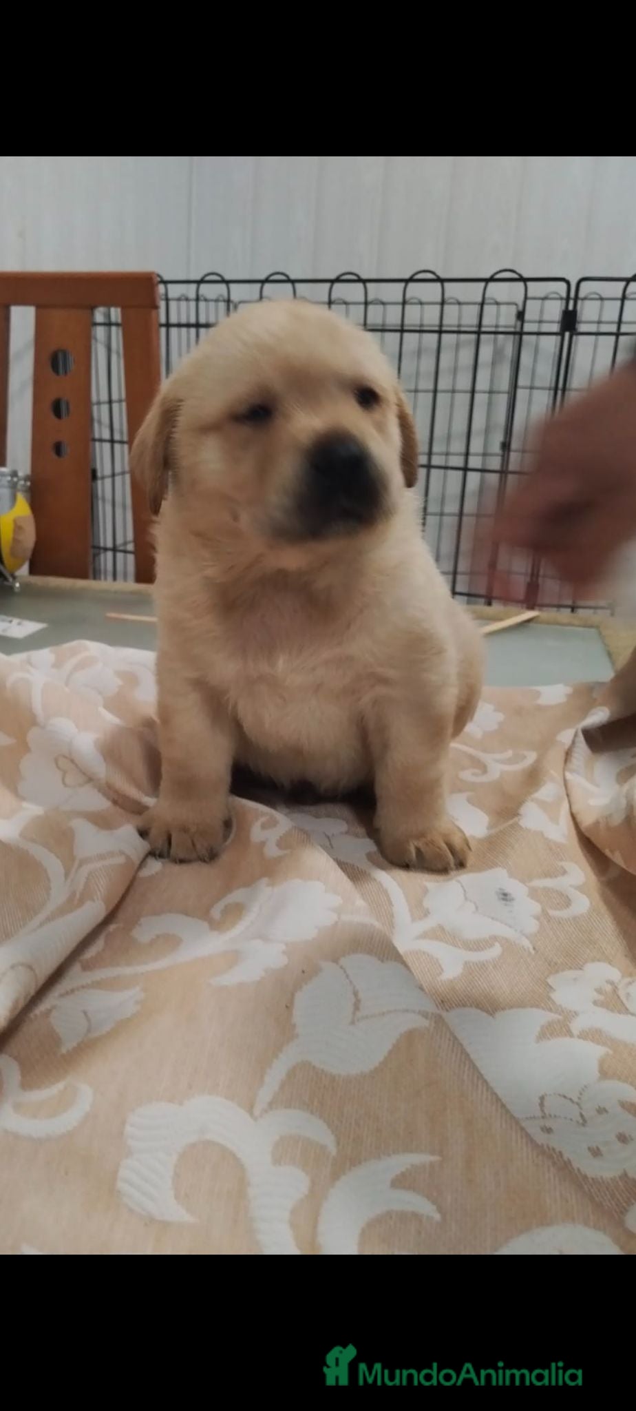 Labrador Retriever perros Últimos labradores retriever disponible!!!🩵🩷🐶🐾 - Anuncio 36