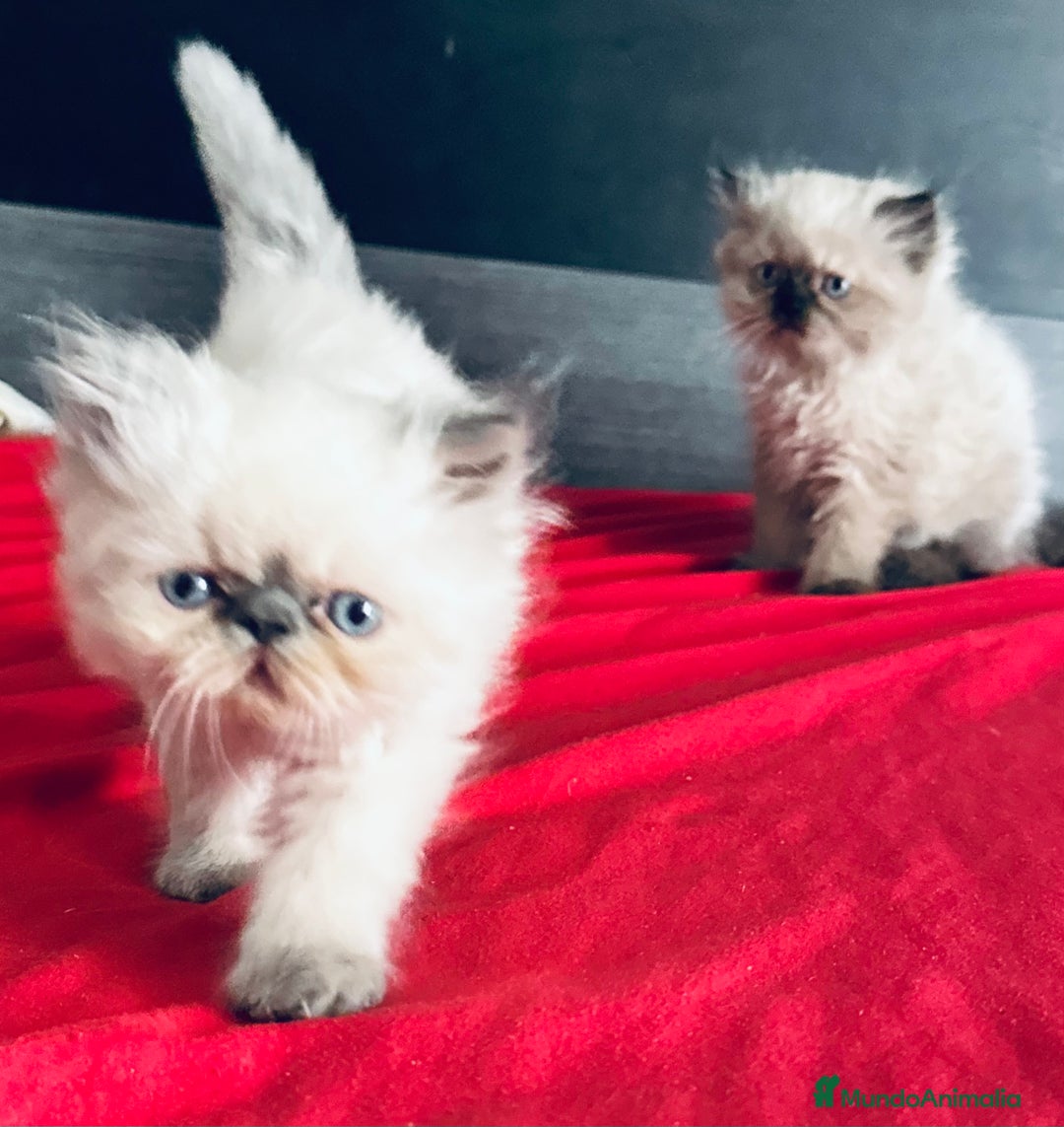 Persa gatos en venta: Gatitos persas chatos - Imagen 3