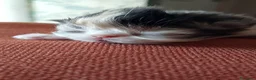 Persa gatos en venta: Persas en Jaén - Anuncio 9
