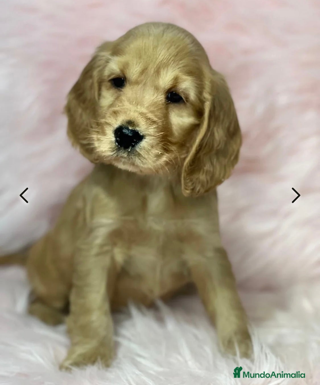 Cocker Spaniel Inglés perros COCKER SPANIEL INGLÉS HEMBRA DISPONIBLE en Barcelona - Anuncio 3