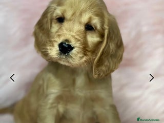 Cocker Spaniel Inglés perros en Barcelona - Anuncio 7