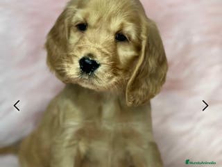 Cocker Spaniel Inglés perros COCKER SPANIEL INGLÉS HEMBRA DISPONIBLE en Barcelona - Anuncio 22