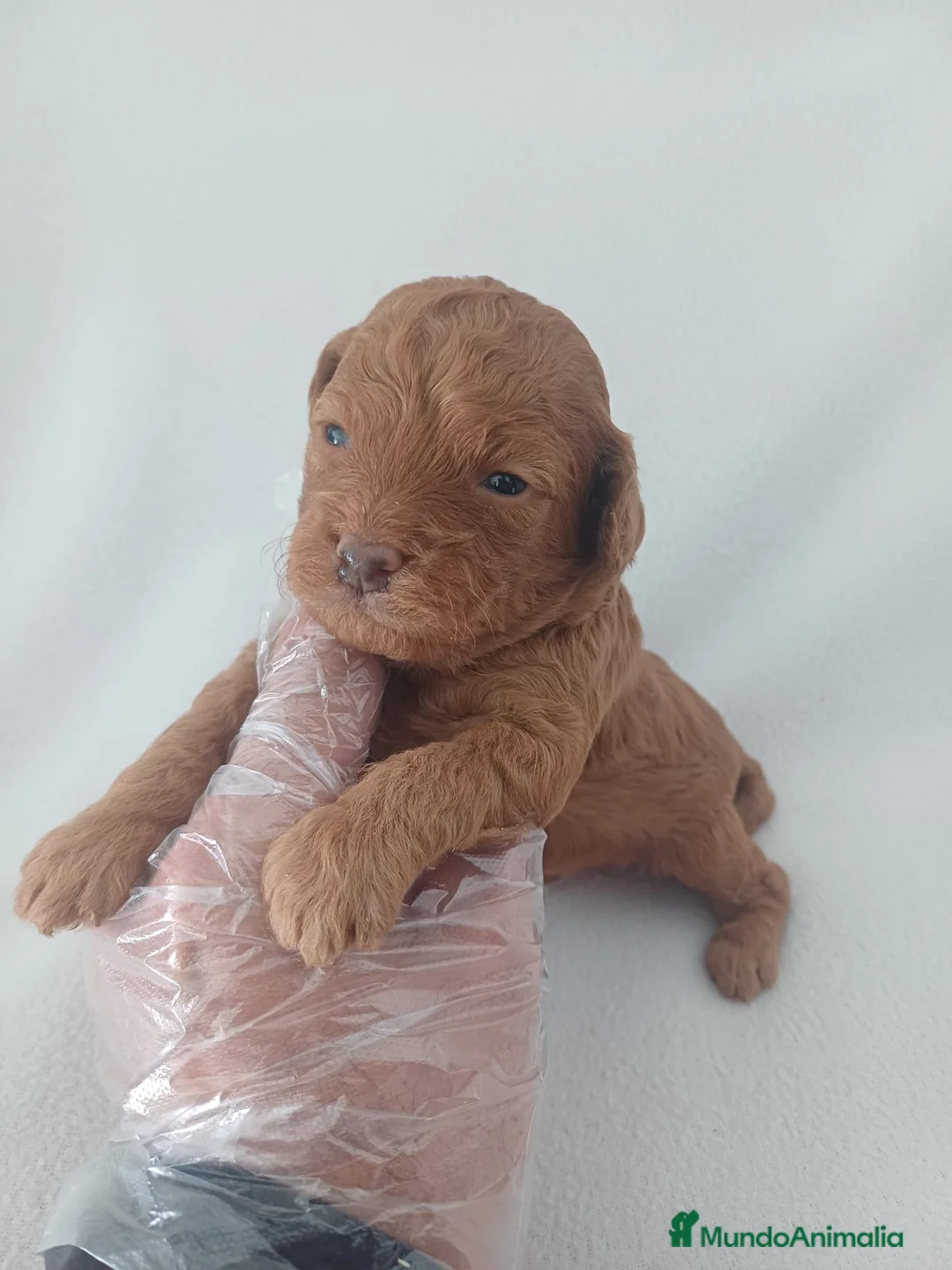 Caniche Enano perros en venta: Caniche Mini  - Anuncio 1