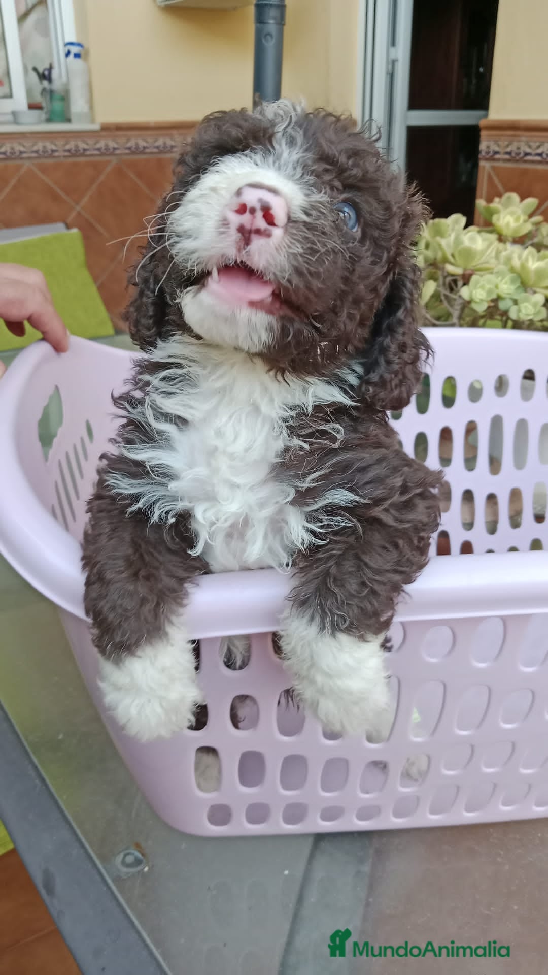 Perro de Agua Español perros Ultima Hembra BICOLOR  - Anuncio 1
