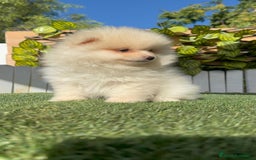 Pomerania perros en venta: POMERANIA MACHO - Imagen 19