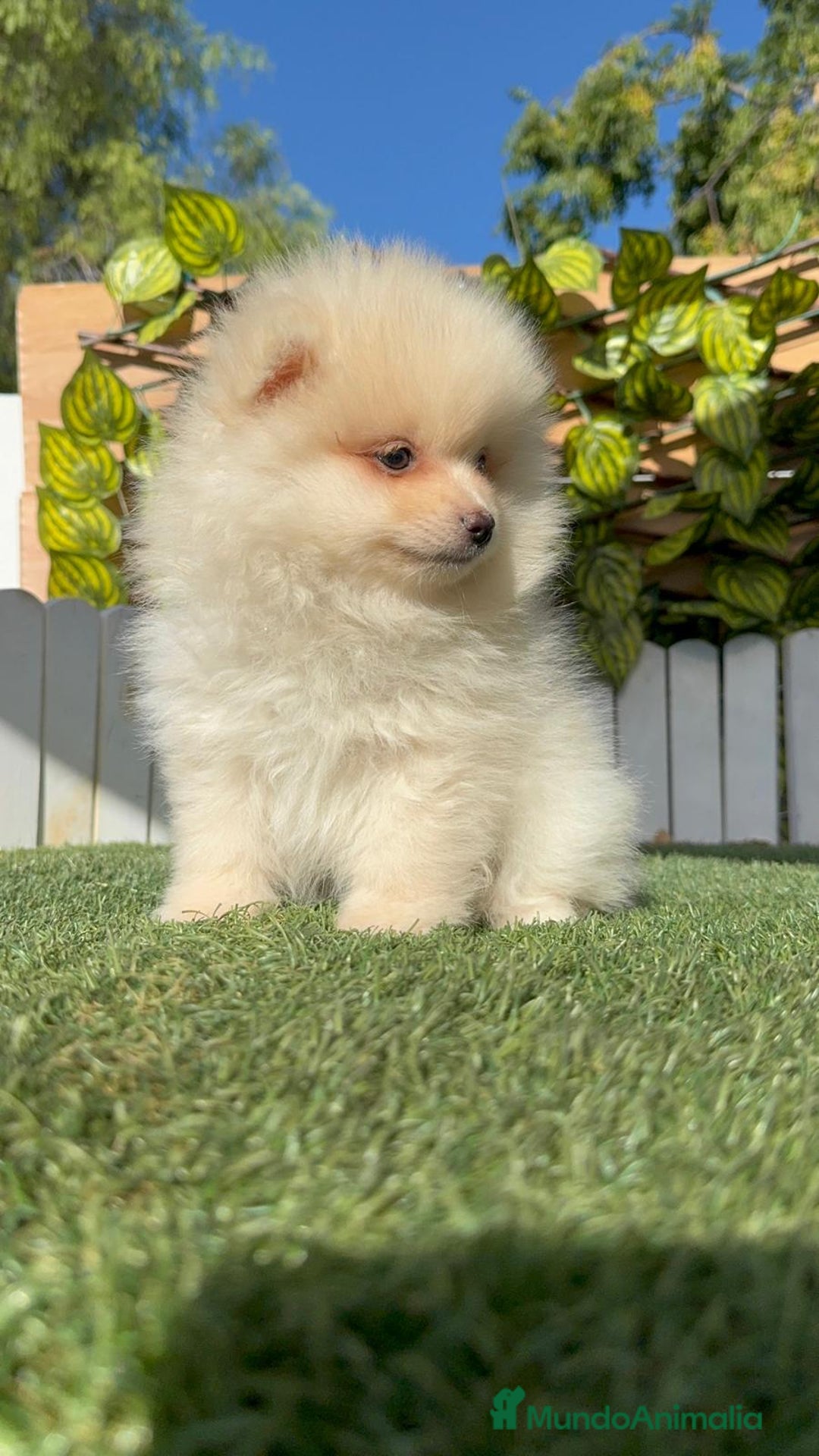 Pomerania perros en venta: POMERANIA MACHO - Imagen 19