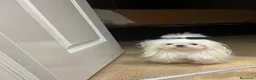 Maltipoo perros en venta: Maltipoo asiáticos de máxima calidad  - Anuncio 2