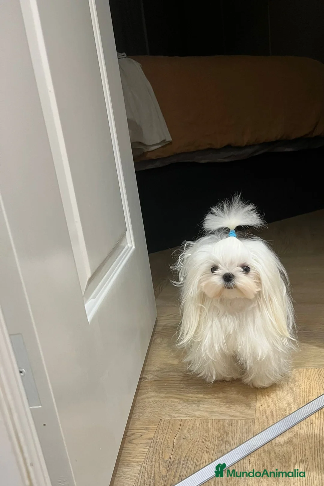 Maltipoo perros en venta: Maltipoo asiáticos de máxima calidad  - Anuncio 2