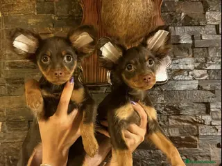 Pequeño Perro Ruso perros Cachorros Toy Ruso pelo largo - Anuncio 1