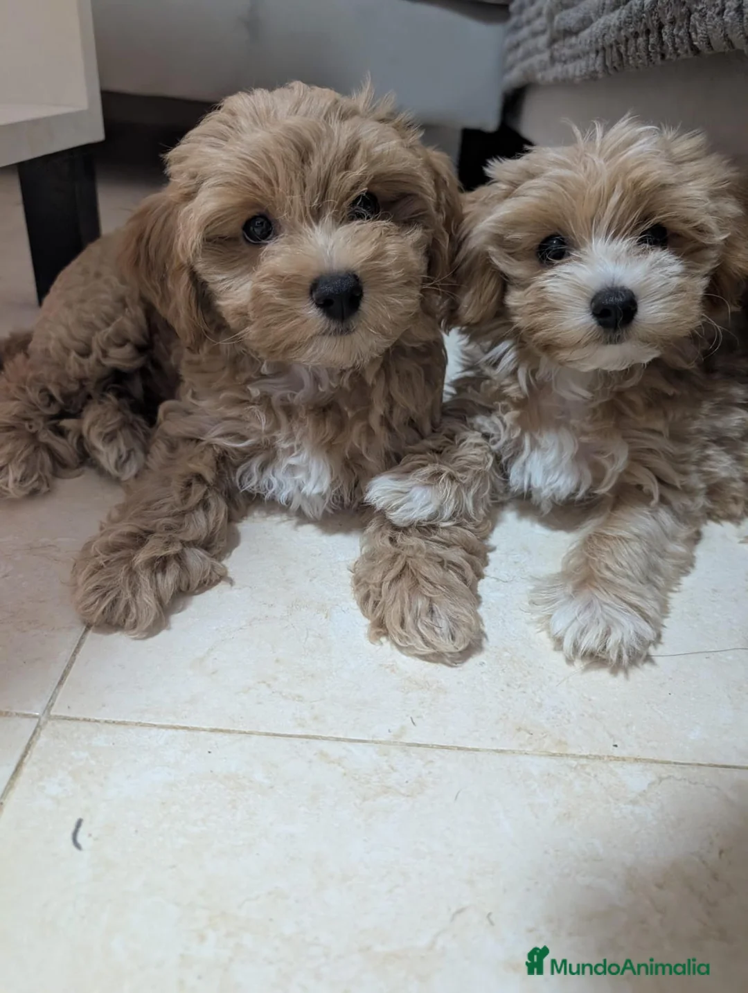 Maltipoo perros en venta: Maltipoo precio real  - Anuncio 9