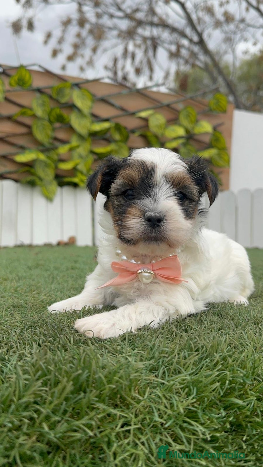 Yorkshire Terrier perros en venta: YORKSHIRE BIEWER HEMBRA - Anuncio 9