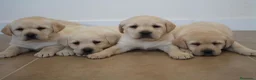 Labrador Retriever perros en venta: LABRADOR RETRIEVER - Anuncio 2